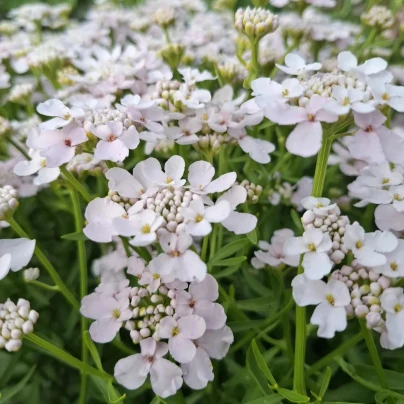 Iberka okoličnatá Rose Cardinal - Iberis umbellata - osivo iberky - 100 ks