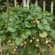 Jahodník stáleplodící Frisan F1 - Fragaria ananassa - osivo jahodníku - 10 ks