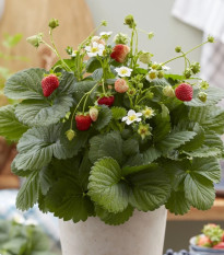 Jahodník stáleplodící Lizzy F1 - Fragaria ananassa - osivo jahodníku - 10 ks