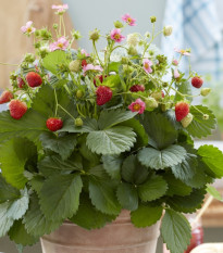 Jahodník stáleplodící Queeny F1 - Fragaria ananassa - osivo jahodníku - 10 ks