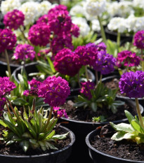 Prvosenka zoubkatá - směs barev - Primula denticulata - osivo prvosenky - 20 ks