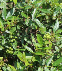 Sečuánský pepř - Zanthoxylum armatum - osivo pepře - 5 ks