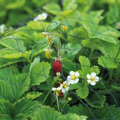 Buzzy - Ochranná síť proti ptákům - pěstební pomůcky - Pieterpik - 2 x 5 m - 1 ks