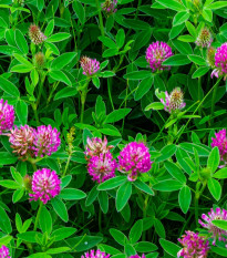 Jetel alpínský - Trifolium alpestre - osivo jetele - 100 ks