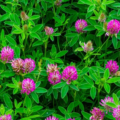 Jetel alpínský - Trifolium alpestre - osivo jetele - 100 ks