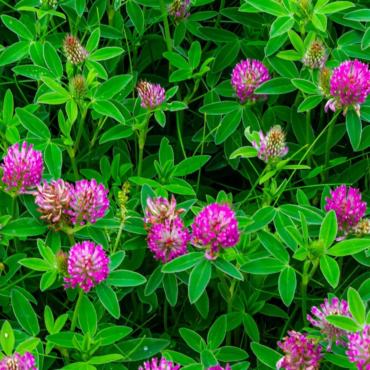 Jetel alpínský - Trifolium alpestre - osivo jetele - 100 ks