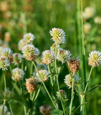 Jetel horský - Trifolium montanum - osivo jetele - 100 ks