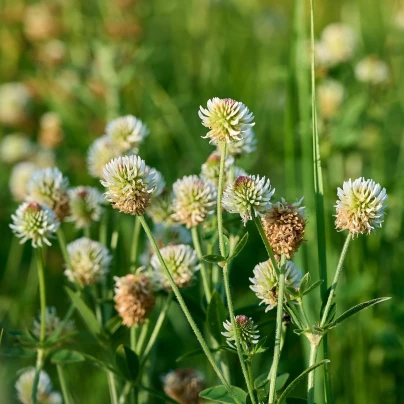 Jetel horský - Trifolium montanum - osivo jetele - 100 ks