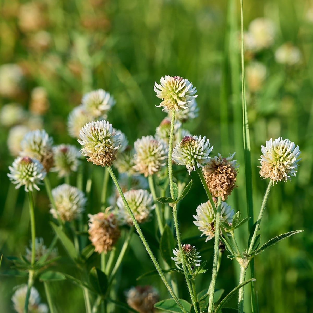 Jetel horský - Trifolium montanum - osivo jetele - 100 ks
