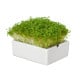 Startovací sada BIO microgreen - Heimgart - sada včetně 2 plátů - 1 ks