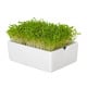 BIO Rukola - mikrozelenina - microgreens - Heimgart - náhradní pláty - 1 ks