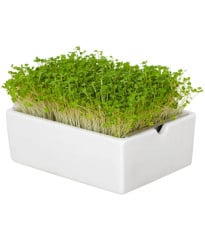 BIO Rukola - mikrozelenina - microgreens - Heimgart - náhradní pláty - 1 ks