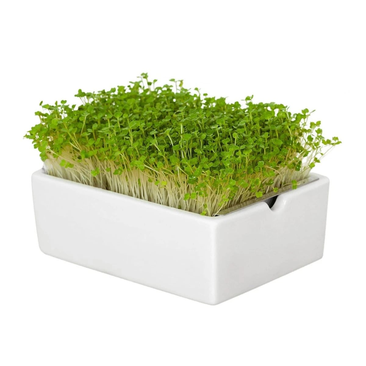 BIO Rukola - mikrozelenina - microgreens - Heimgart - náhradní pláty - 1 ks