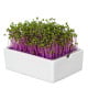 BIO Červené zelí - mikrozelenina - microgreens - Heimgart - náhradní pláty - 1 ks