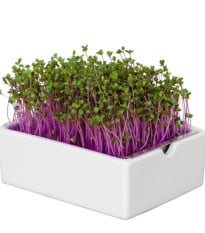 BIO Červené zelí - mikrozelenina - microgreens - Heimgart - náhradní pláty - 1 ks