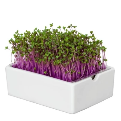 BIO Červené zelí - mikrozelenina - microgreens - Heimgart - náhradní pláty - 1 ks