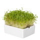BIO Hořčice - mikrozelenina - microgreens - Heimgart - náhradní pláty - 1 ks
