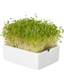 BIO Hořčice - mikrozelenina - microgreens - Heimgart - náhradní pláty - 1 ks
