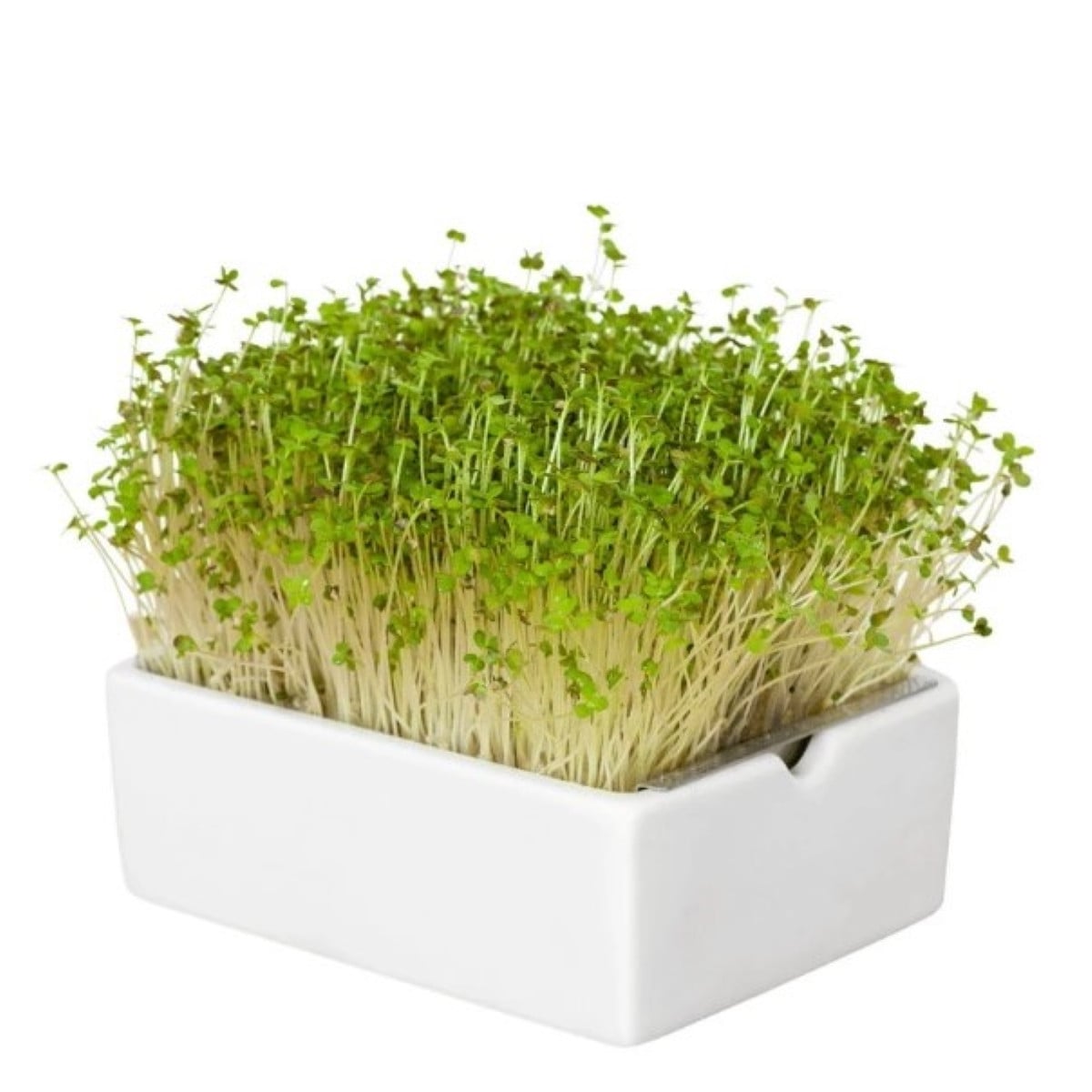 BIO Hořčice - mikrozelenina - microgreens - Heimgart - náhradní pláty - 1 ks