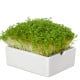 BIO Řeřicha - mikrozelenina - microgreens - Heimgart - náhradní pláty - 1 ks