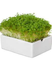 BIO Řeřicha - mikrozelenina - microgreens - Heimgart - náhradní pláty - 1 ks