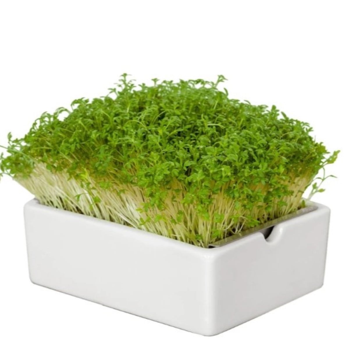 BIO Řeřicha - mikrozelenina - microgreens - Heimgart - náhradní pláty - 1 ks