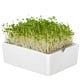 BIO Brokolice - mikrozelenina - microgreens - Heimgart - náhradní pláty - 1 ks
