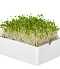 BIO Brokolice - mikrozelenina - microgreens - Heimgart - náhradní pláty - 1 ks