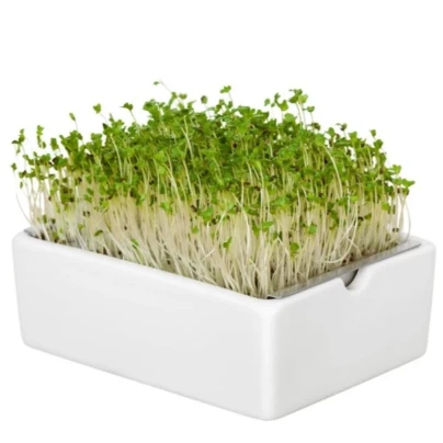 BIO Brokolice - mikrozelenina - microgreens - Heimgart - náhradní pláty - 1 ks