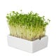 BIO Ředkvička - mikrozelenina - microgreens - Heimgart - náhradní pláty - 1 ks