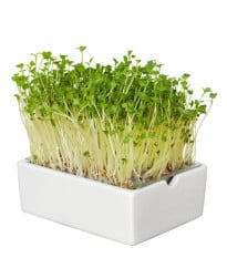 BIO Ředkvička - mikrozelenina - microgreens - Heimgart - náhradní pláty - 1 ks