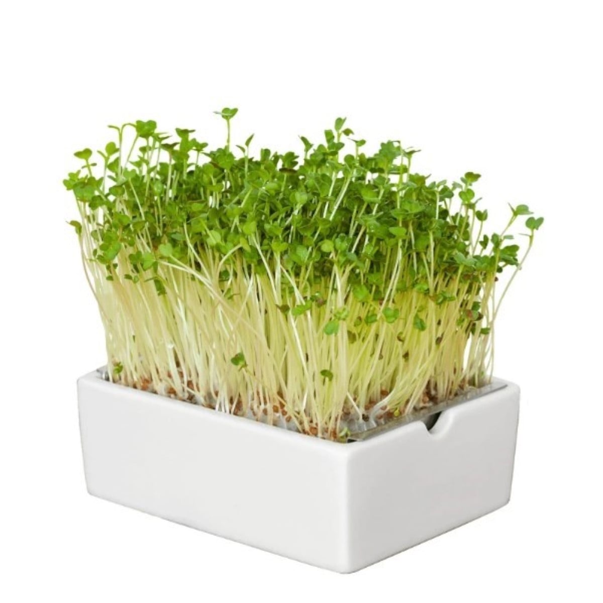 BIO Ředkvička - mikrozelenina - microgreens - Heimgart - náhradní pláty - 1 ks
