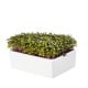 BIO Kedluben - mikrozelenina - microgreens - Heimgart - náhradní pláty - 1 ks