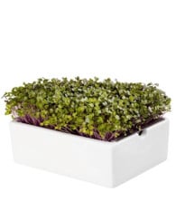 BIO Kedluben - mikrozelenina - microgreens - Heimgart - náhradní pláty - 1 ks