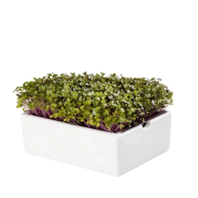 BIO Kedluben - mikrozelenina - microgreens - Heimgart - náhradní pláty - 1 ks