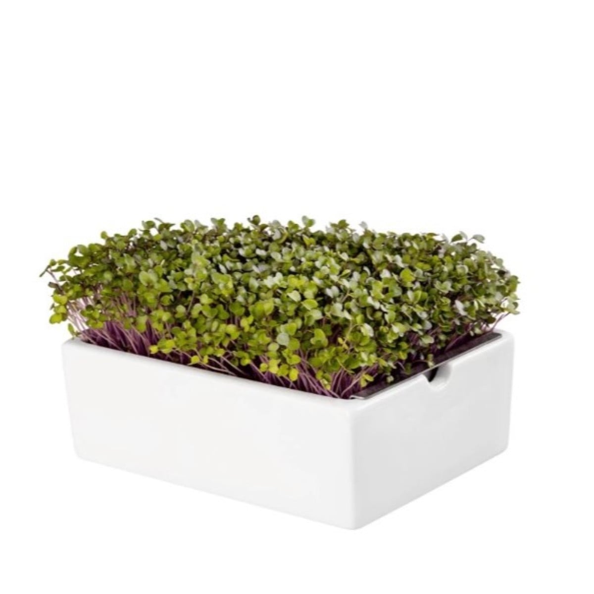 BIO Kedluben - mikrozelenina - microgreens - Heimgart - náhradní pláty - 1 ks