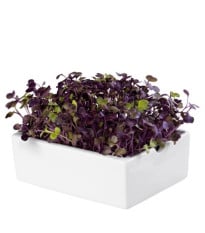 BIO Ředkvička Rambo - mikrozelenina - microgreens - Heimgart - náhradní pláty - 1 ks