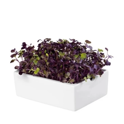 BIO Ředkvička Rambo - mikrozelenina - microgreens - Heimgart - náhradní pláty - 1 ks