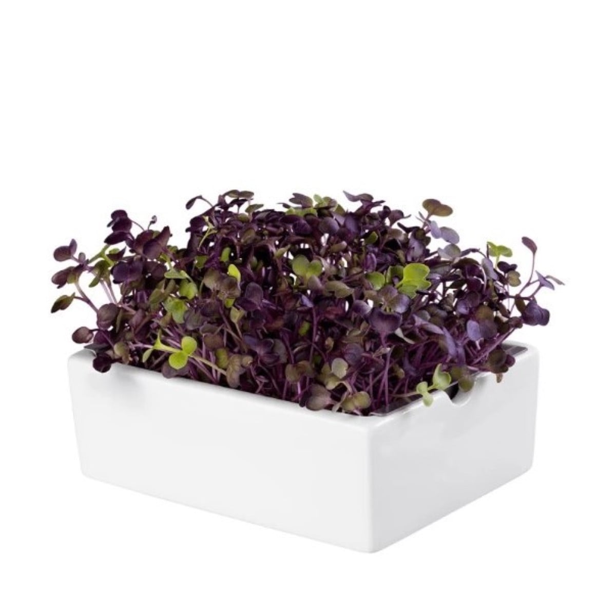 BIO Ředkvička Rambo - mikrozelenina - microgreens - Heimgart - náhradní pláty - 1 ks