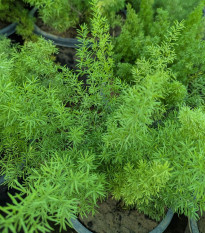 Sprengerův chřest - Asparagus densiflorus Sprengeri - osivo chřestu - 12 ks