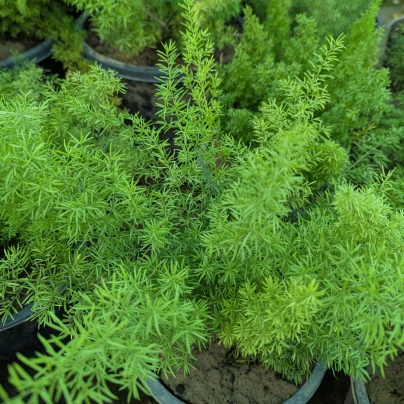 Sprengerův chřest - Asparagus densiflorus Sprengeri - osivo chřestu - 12 ks
