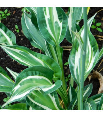 Funkie - Hosta Snake Eyes - hlízy hosty - 1 ks