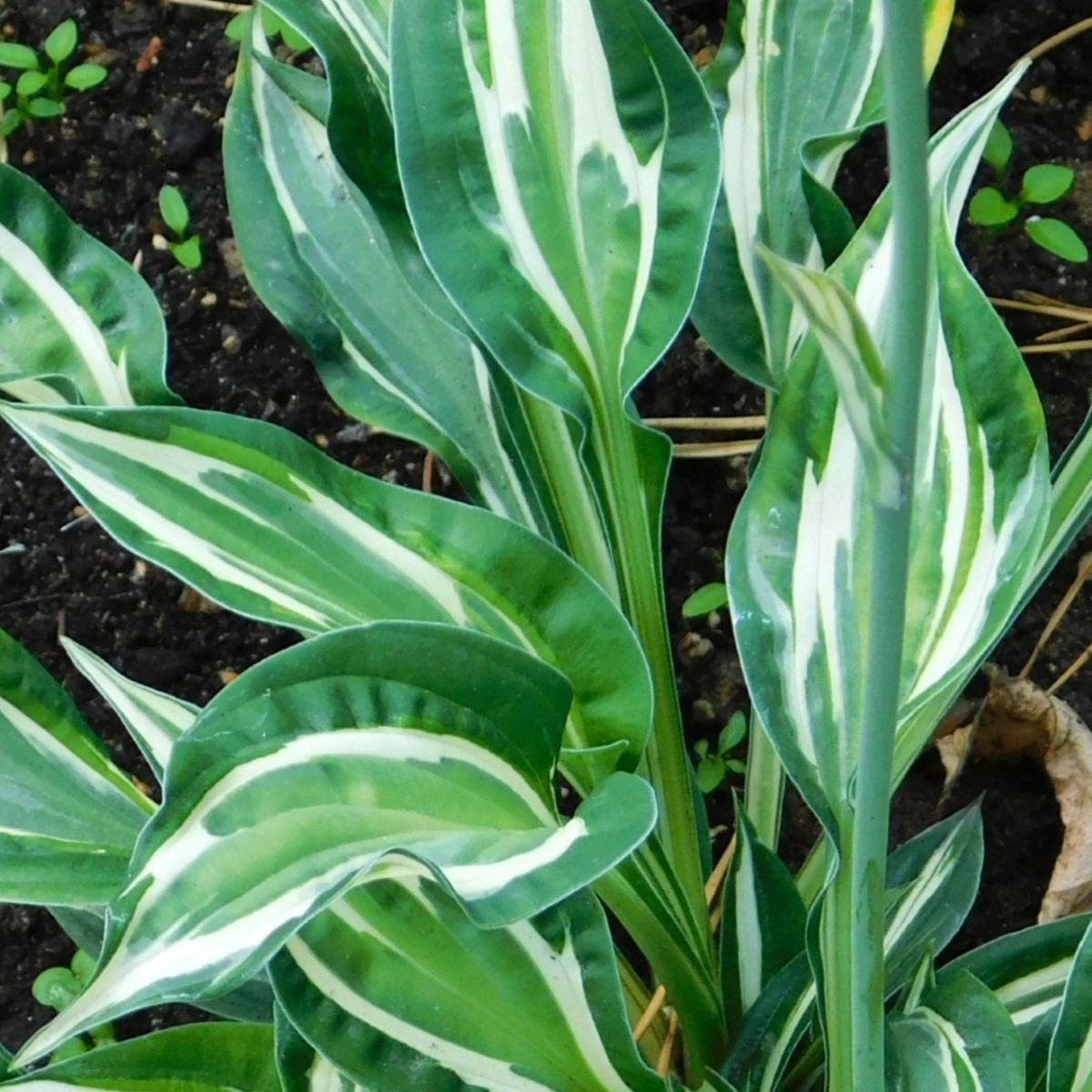 Funkie - Hosta Snake Eyes - hlízy hosty - 1 ks