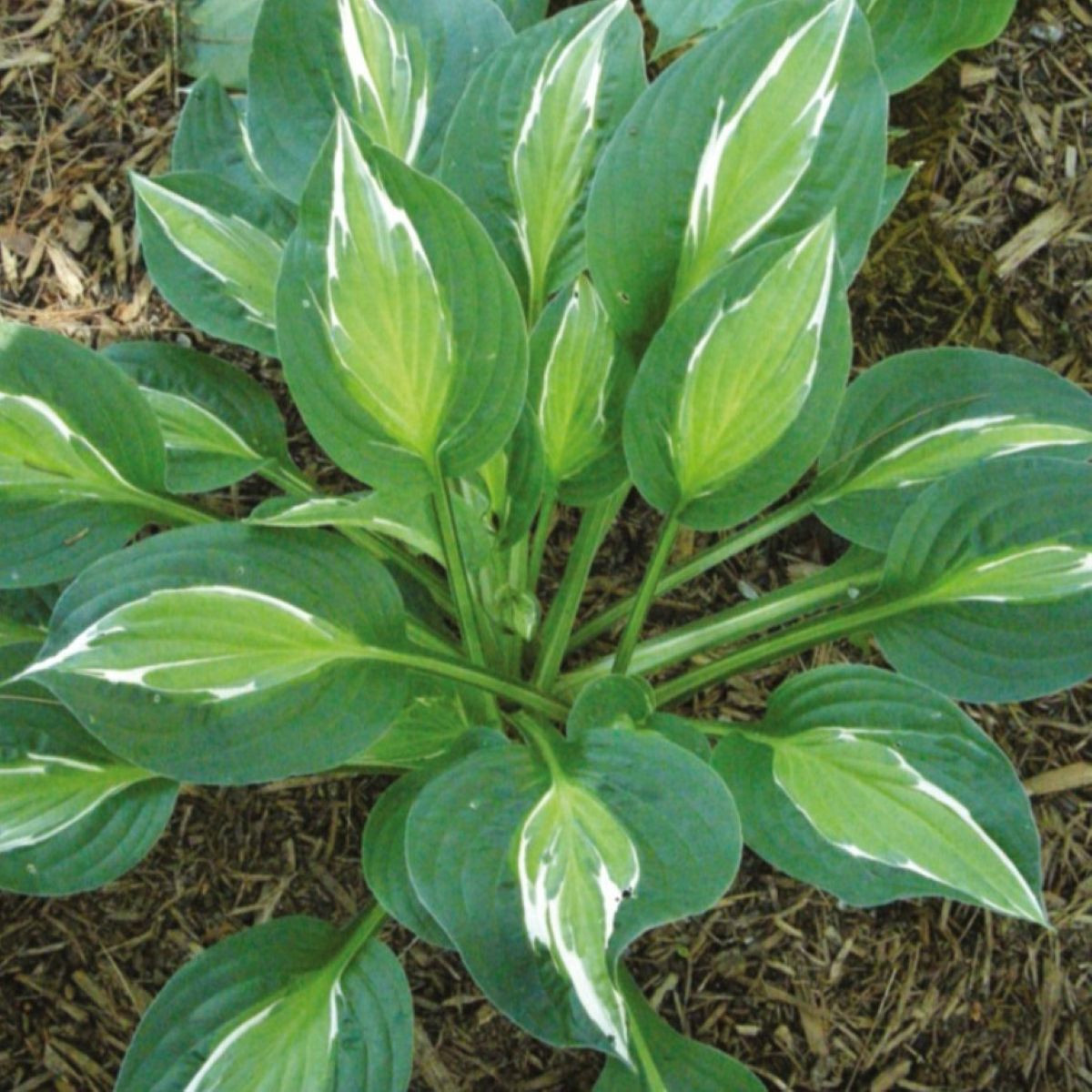 Funkie - Hosta Snake Eyes - hlízy hosty - 1 ks