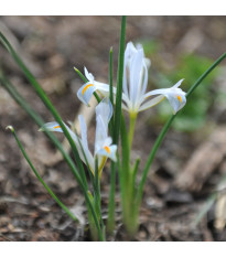 Kosatec síťkovaný bílý - Iris reticulata - cibulky kosatců - 3 ks