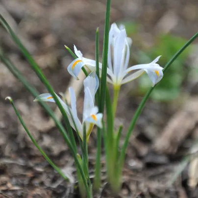 Kosatec síťkovaný bílý - Iris reticulata - cibulky kosatců - 3 ks