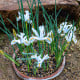 Kosatec síťkovaný bílý - Iris reticulata - cibulky kosatců - 3 ks