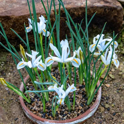 Kosatec síťkovaný bílý - Iris reticulata - cibulky kosatců - 3 ks