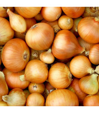 Cibule ozimá Augusta - Allium cepa - osivo cibule - 250 ks