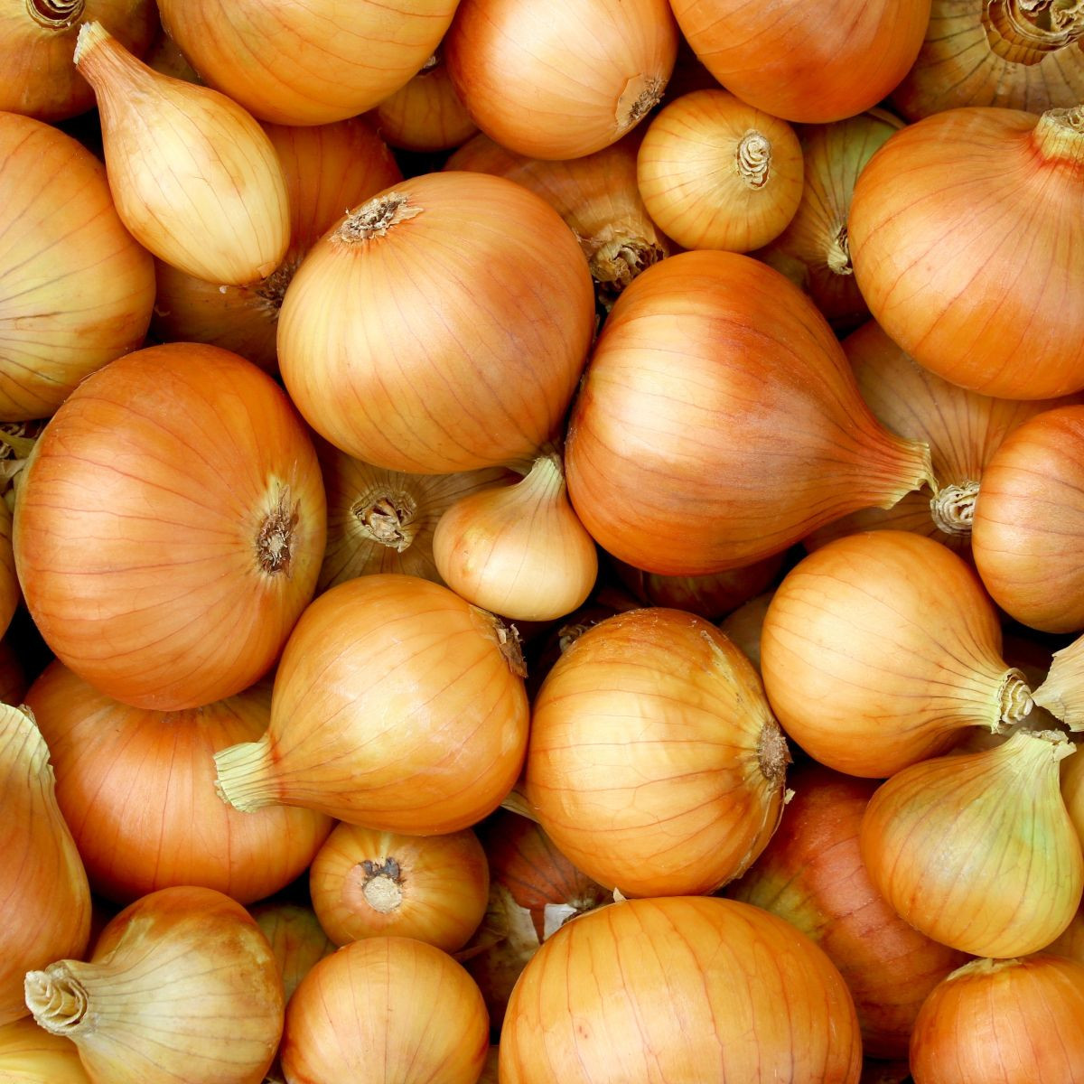 Cibule ozimá Augusta - Allium cepa - osivo cibule - 250 ks